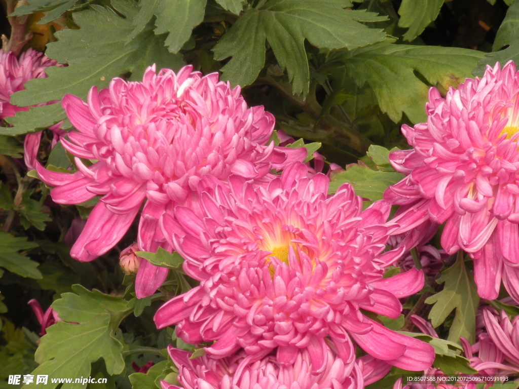 咸阳菊花节