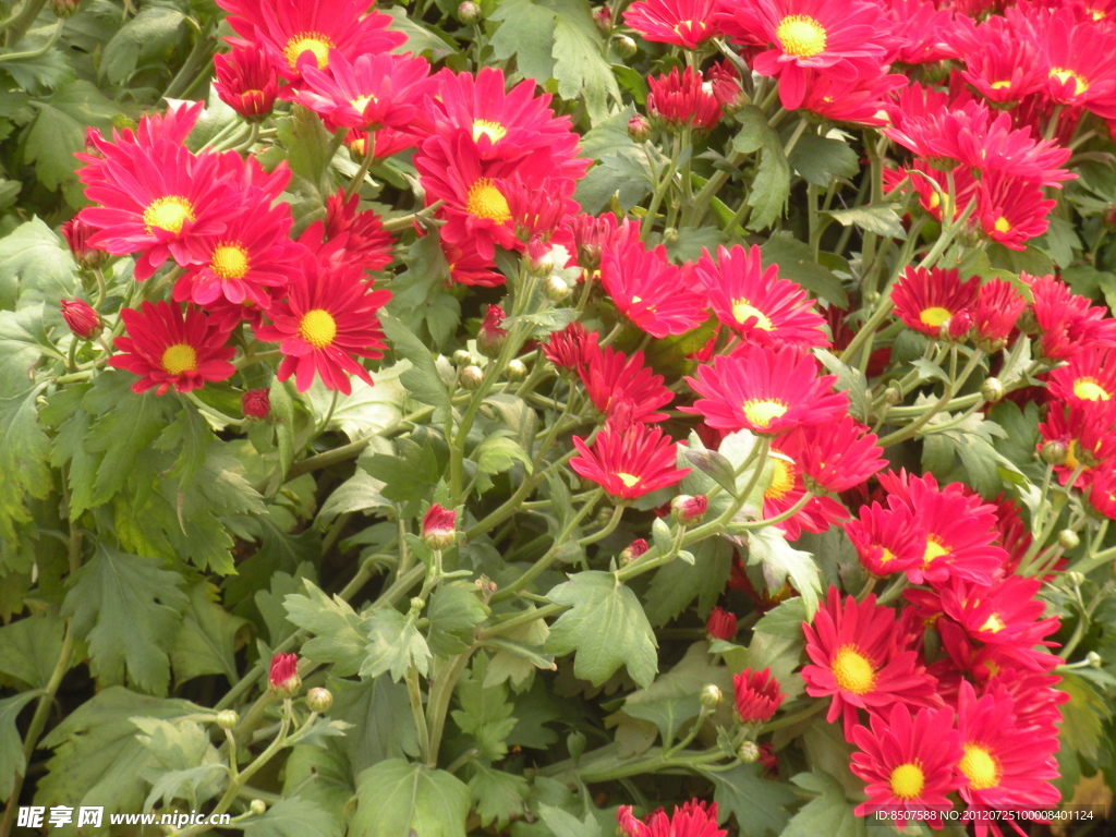 咸阳菊花节