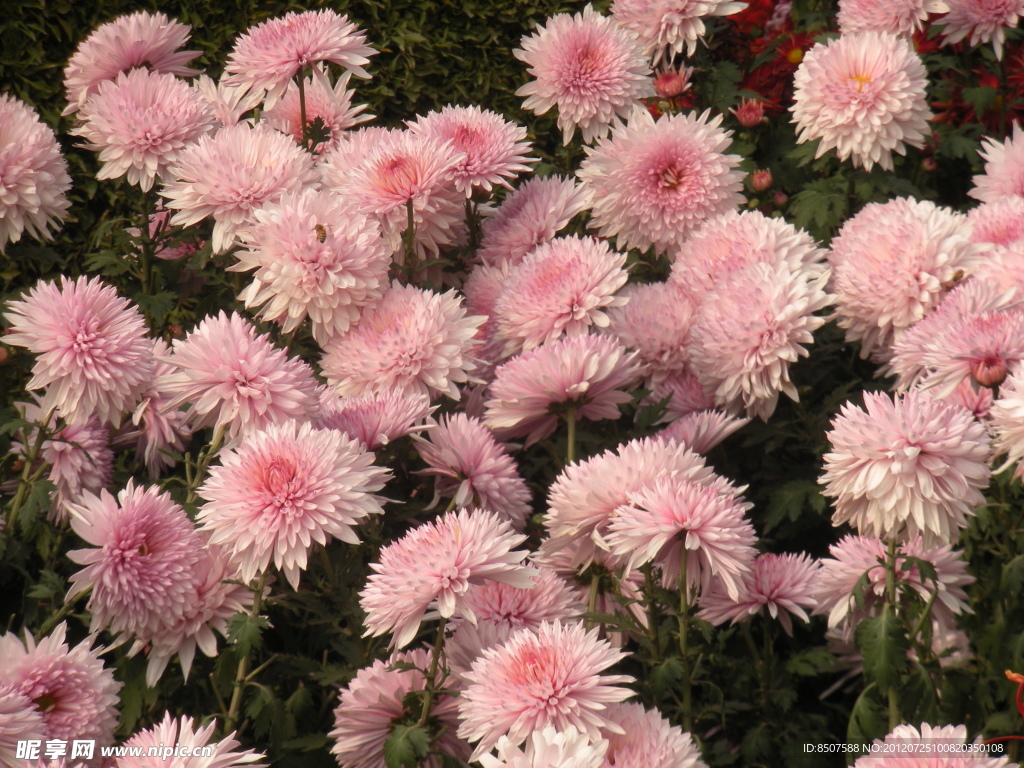 咸阳菊花节