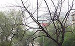 干枝树