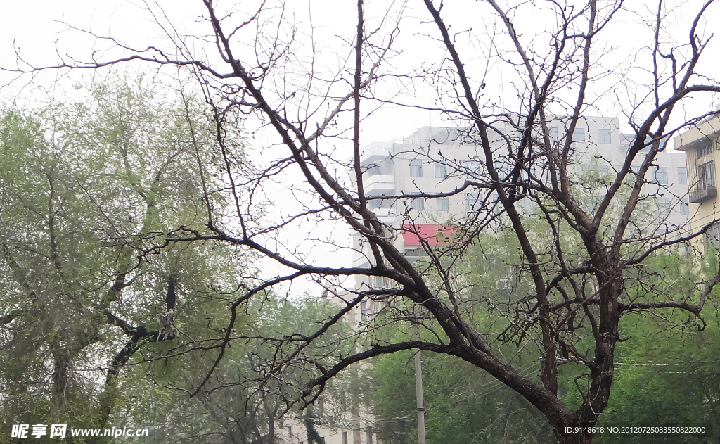干枝树