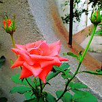 月季花