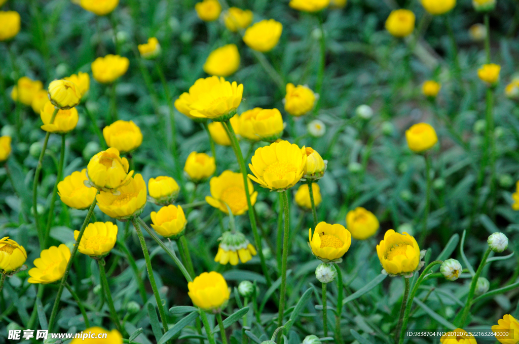 黄花