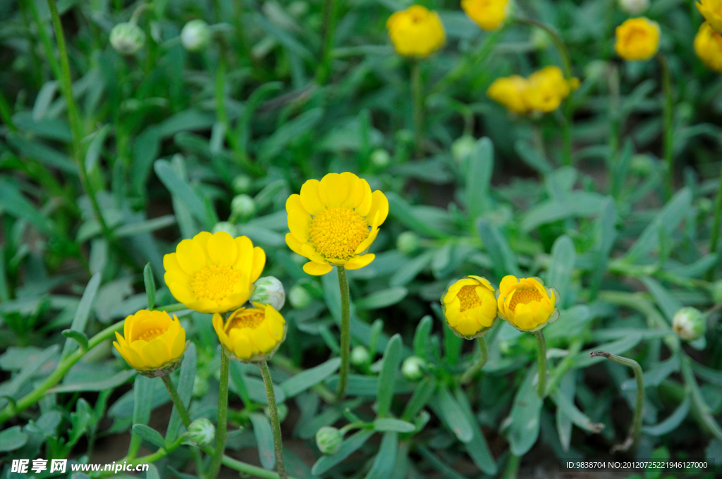 黄花