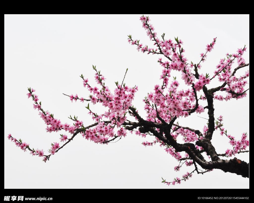 桃花