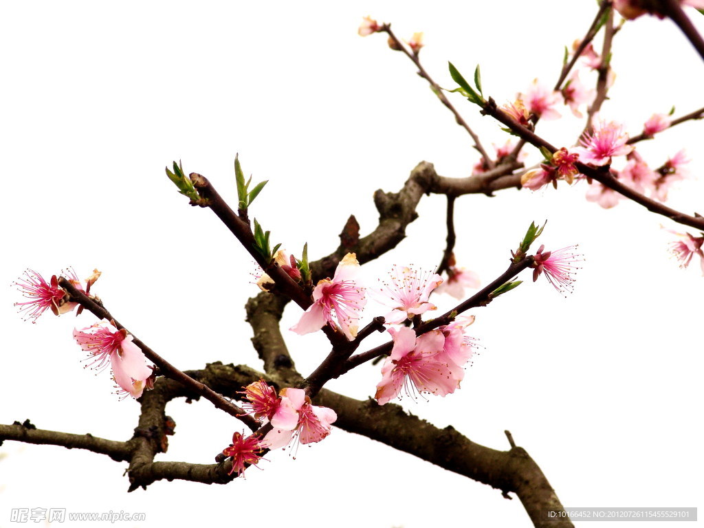 桃花枝