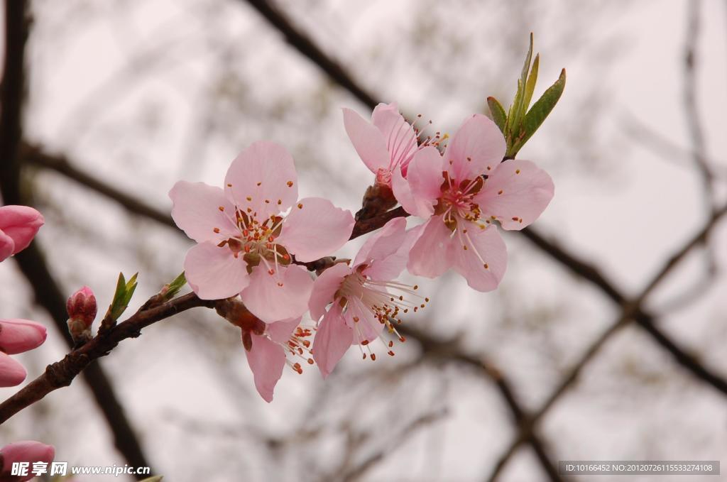 桃花