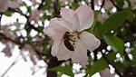 蜜蜂采蜜