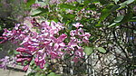 丁香花