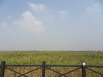 崇明岛