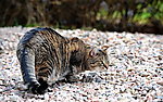 猫咪