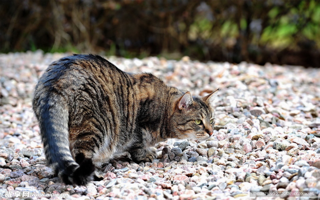 猫咪