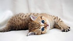 猫咪
