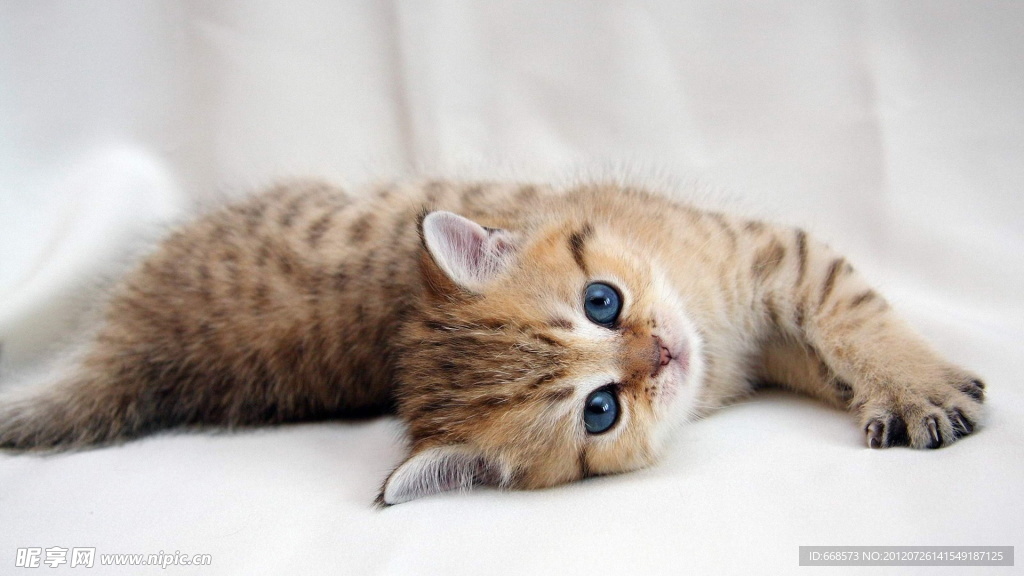 猫咪