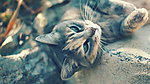 猫咪