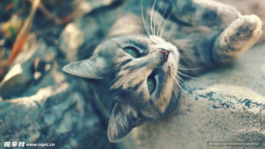 猫咪