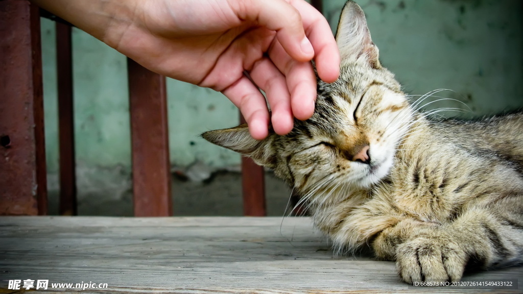 猫咪