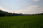 稻田