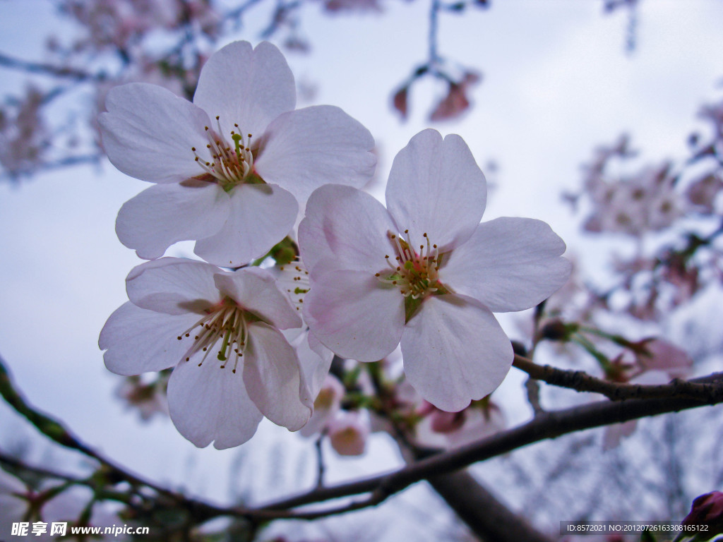 樱花