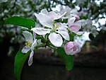 海棠花