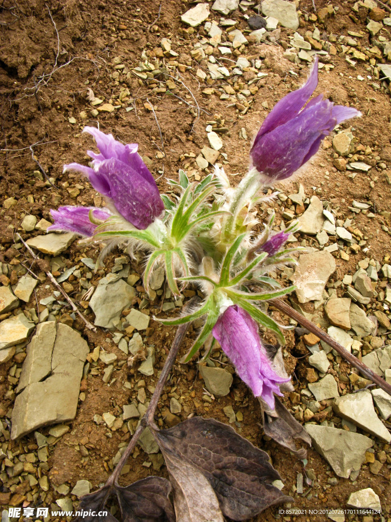 野花