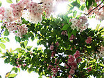 春花烂漫