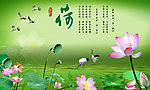 荷花
