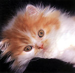 猫咪