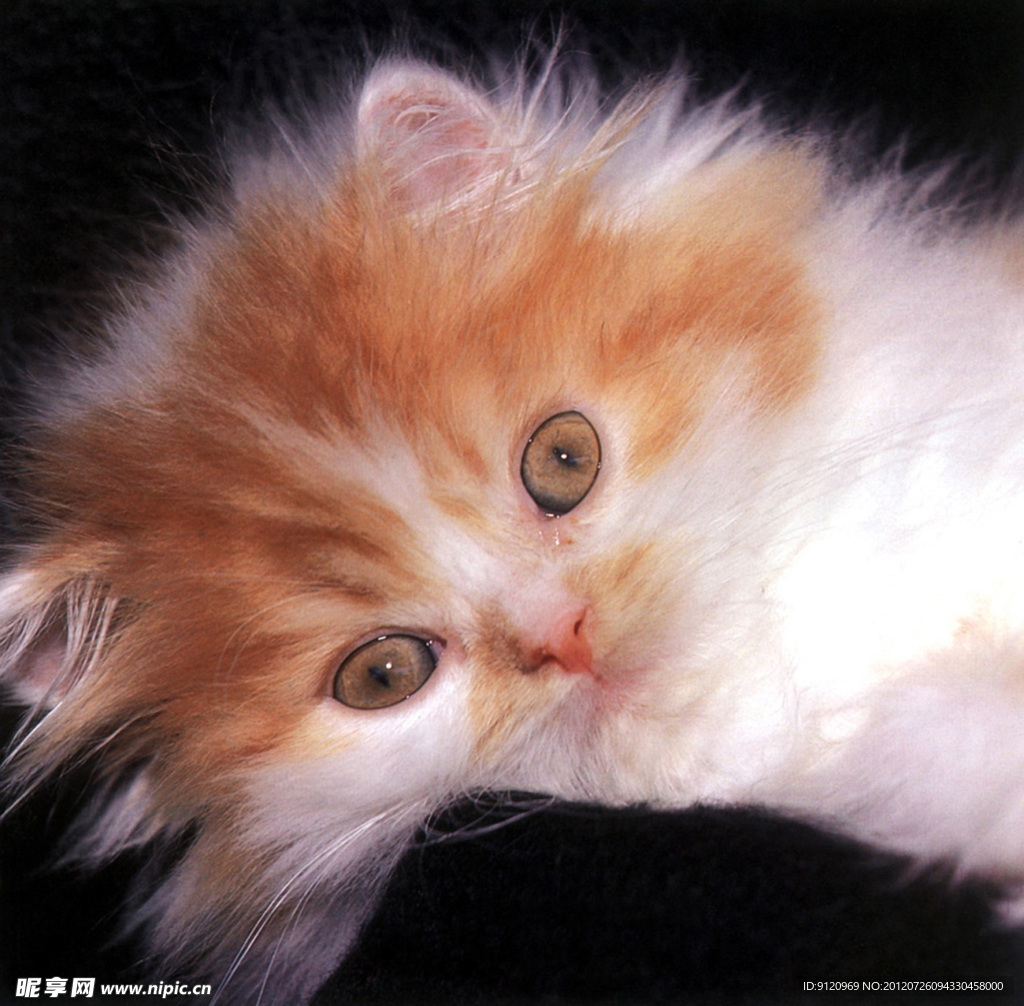 猫咪