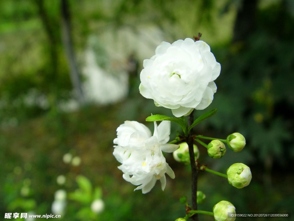 小白花
