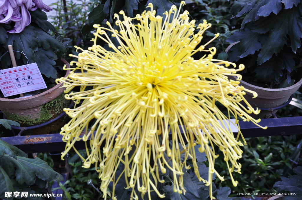 菊花