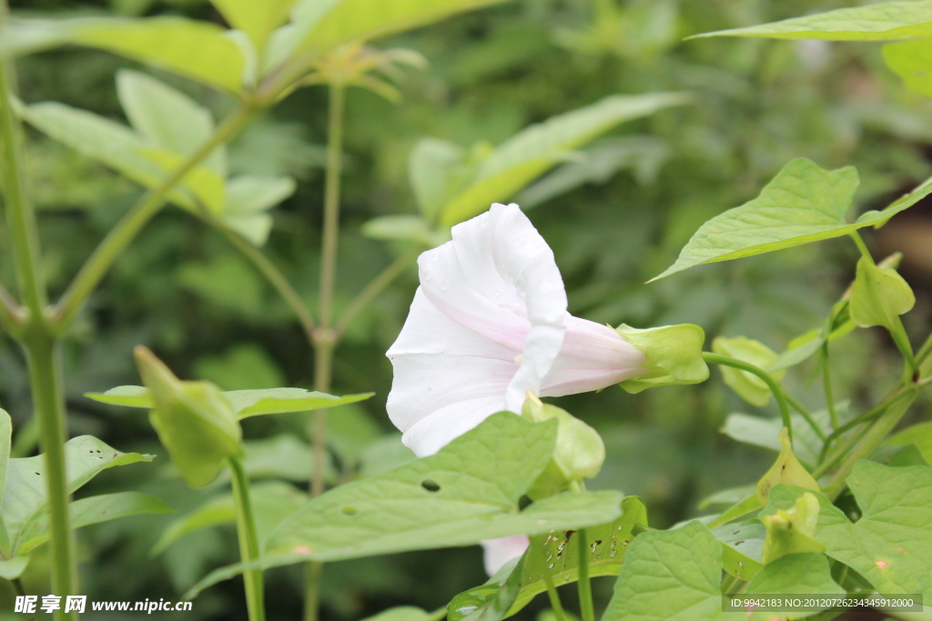 牵牛花