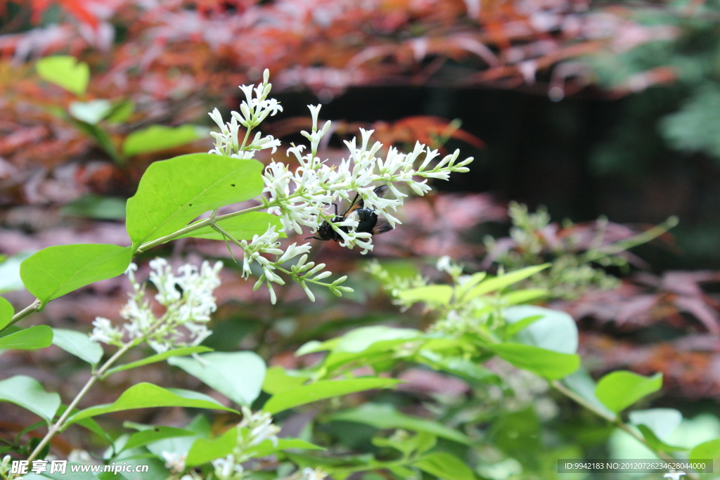 采花蜂