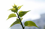 绿色植物