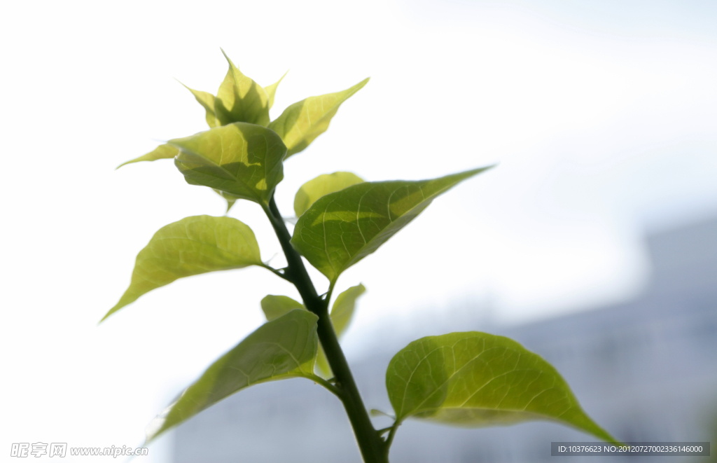 绿色植物