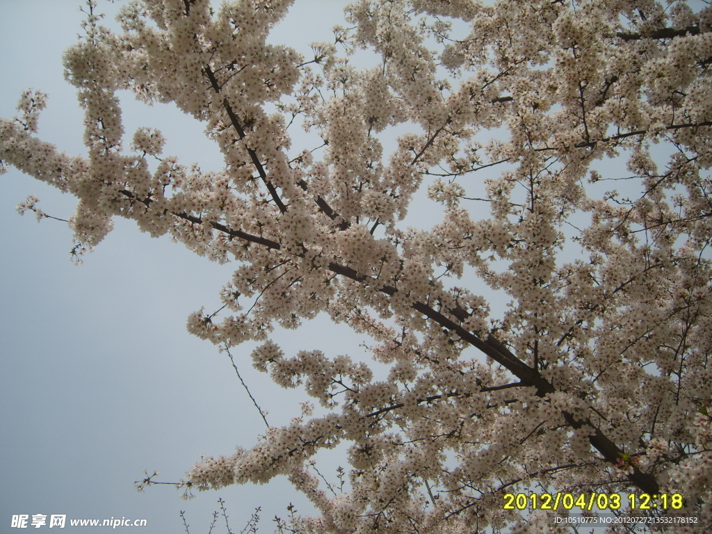 樱花满树