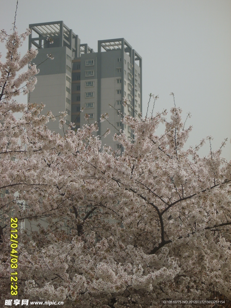 樱花楼房