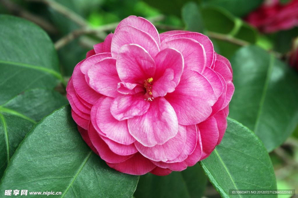 茶花