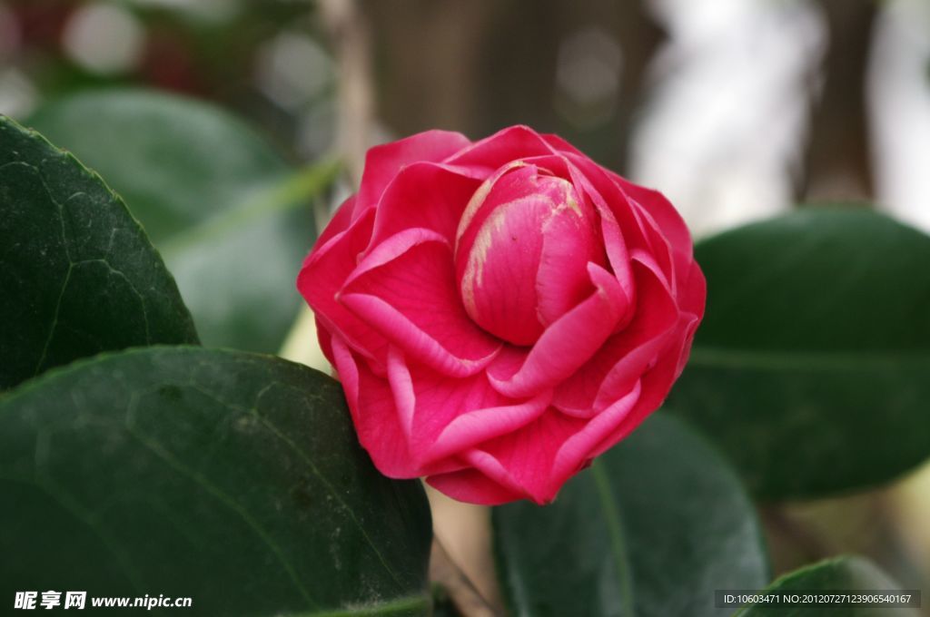 茶花