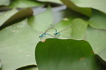 蜻蜓