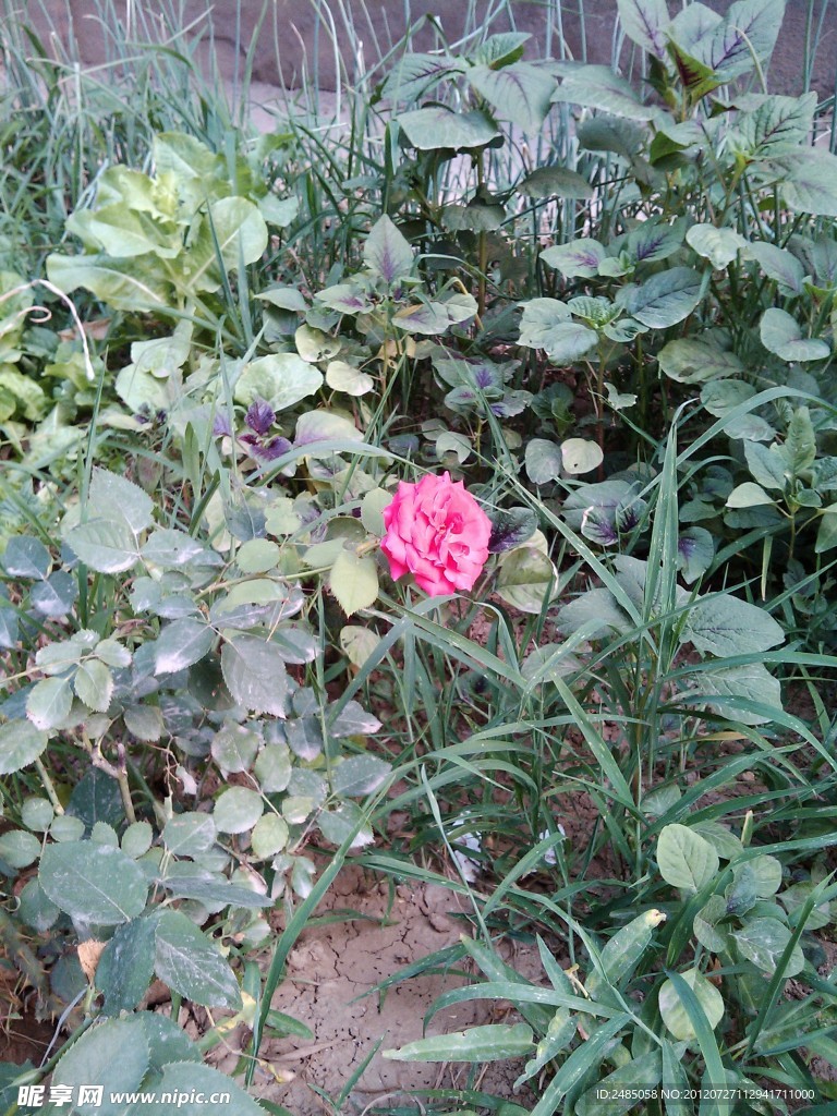 月季花
