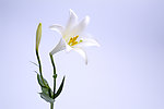 百合花