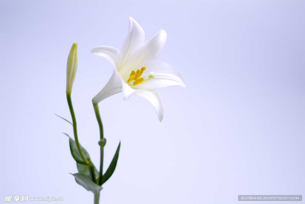 百合花