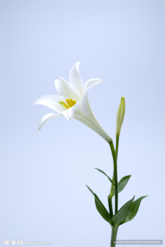 百合花