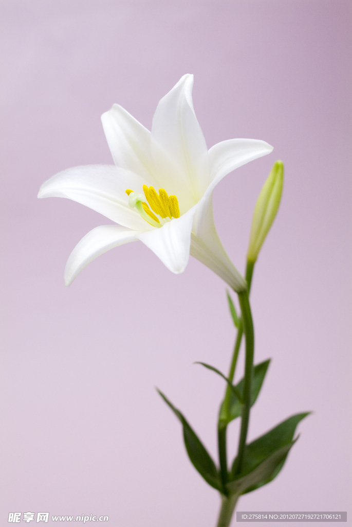 百合花