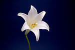 百合花