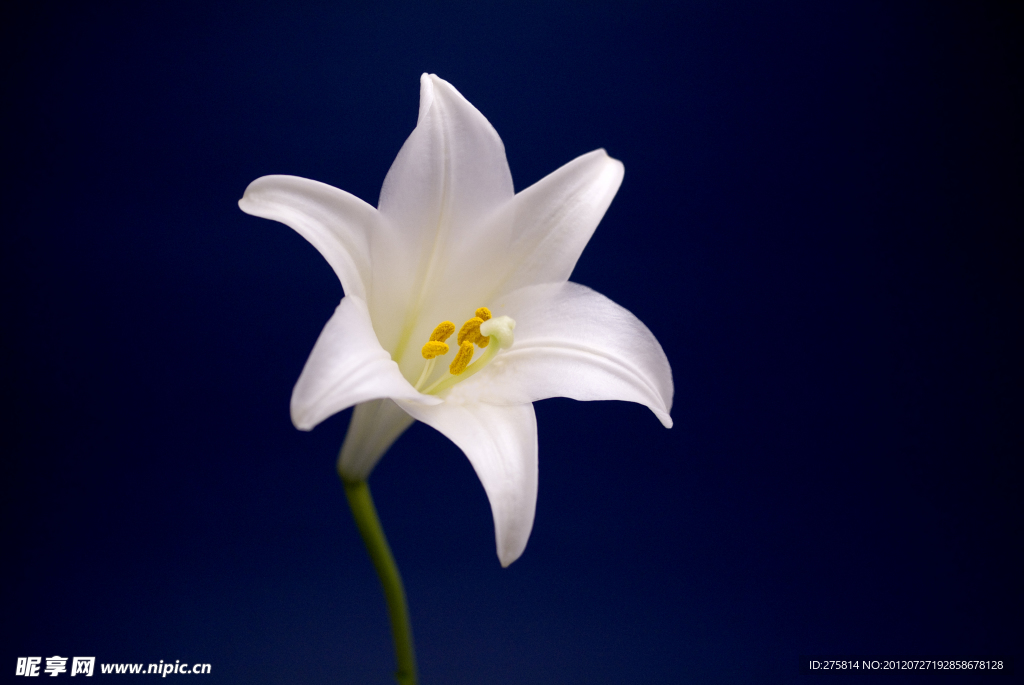 百合花