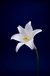 百合花
