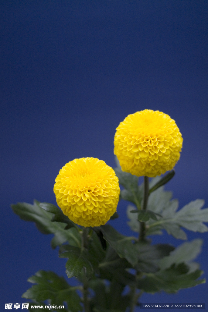 金盏花