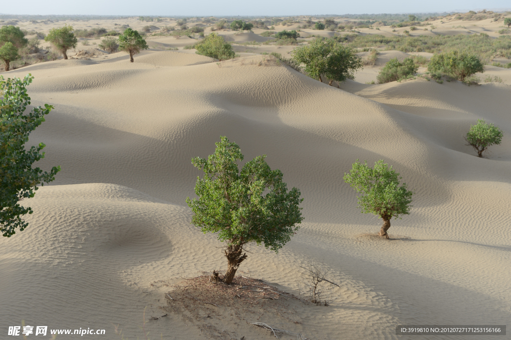 塔克拉玛干大沙漠摄影